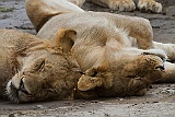 Lions in Serengeti